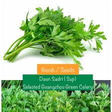 Cara menanam keratan daun sup yang telah di beli di pasar. Benih Seeds Daun Saderi Sup Shopee Malaysia