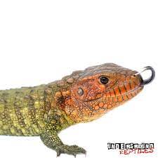 Check spelling or type a new query. Awesome Caiman Lizards For Sale At The Lowest Prices Only At Underground Reptiles Ships Priority Overnight Caiman Lizard Underground Reptiles Lizards For Sale