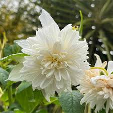 Image result for Dahlia excelsa