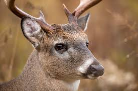 Since the seventeenth century fighting bulls have been bred on special ranches. Whitetail Vision Shedding Light On Deer Eyesight Outdoorhub