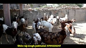 We provide all our products, goats, food, fertilisers, medicine at best price and no one can beat our prices. Shorts Sirohi Gujri Sojat Goat At Green Tech Goat Farm Jakholai Rupangarh Ajmer Youtube