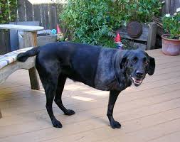 Treatment options, life expectancy, and a dog's quality of life all osteosarcomas arise when cells overproduce and begin to break down bone. Senior Adult Dogs And Bone Cancer