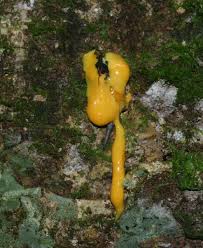 Image result for Garcinia kingaensis