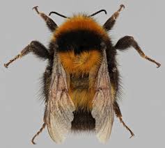 Image result for Bombus hyperboreus