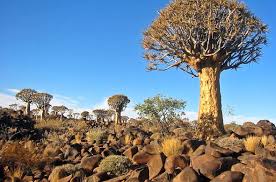 Image result for Kalaharia uncinata