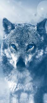 Imagens wolf wallpaper wolf pictures iphone wallpaper wolf. Wolf 4k Wallpaper 54