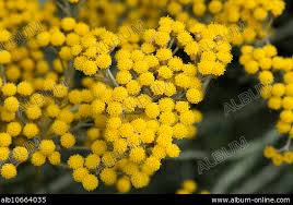 Image result for Helichrysum setosum