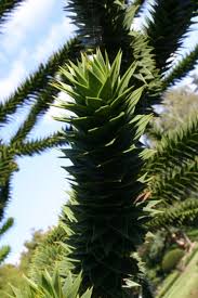 Die aussaat der chilenischen schmucktanne gelingt in den hiesigen breitengraden gut, da es sich um kaltkeimer. Araucaria Araucana Chilenische Andentanne Www Online Pflanzenversand De