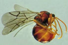 Image result for Scolopia mundii