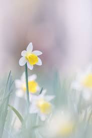 Pin By Ju Si On Pavasaris Daffodil Flower Flower Header Narcissus Flower