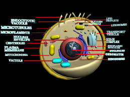 Maybe you would like to learn more about one of these? Cell Membrane Model Project Rubric Shefalitayal