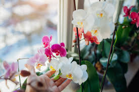 In this video we talk about1. The Ultimate Guide To Orchid Care Kellogg Garden Organics