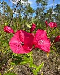 Image result for Ipomoea crassipes