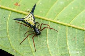 Image result for Holothrix micrantha