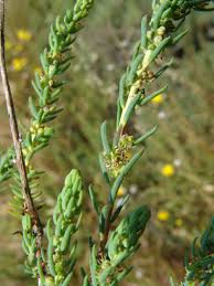 Image result for Suaeda plumosa