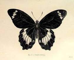 Best Vintage Tattoo Design Natural History 29 Ideas Vintage Tattoo Design Vintage Tattoo Vintage Butterfly Tattoo