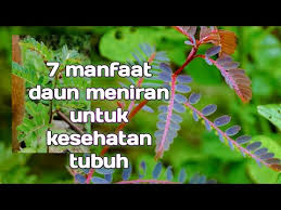 We did not find results for: Manfaat Daun Meniran Untuk Kesehatan Tubuh Youtube