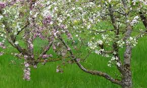 Lavenders do not take kindly to hard pruning, so cutting back into old woody growth should be avoided. Planting Fruit Trees In The Fall Herbal Academy