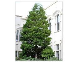 Image result for Libocedrus plumosa