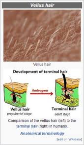 Bare Bliss Waxing Studio Waxing And Skin Care In Yakima Wa Dermaplaning Vellus Hair Hair Removal Diy