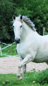 Explore our selection of memorable designs or create your own. Animal Wallpaper White Horse Wallpapers Phone Hd Backgrounds Desktop Background