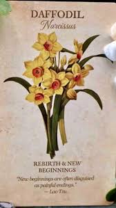 Botanical Inspirations By Lynn Araujo Botanical Flowers Garden Drawing Flower Meanings