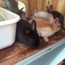 Not for sale master bunny towel 2 size + towel case. Best Free Baby Bunnies For Sale In Redwood Falls Minnesota For 2021