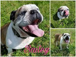 English bulldog puppies for sale in pa. Scranton Pa English Bulldog Meet Bailey A Pet For Adoption