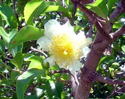 Image result for Oncoba