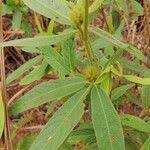 Image result for Eriosema affine