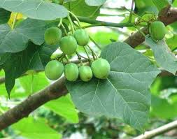 Disamping itu juga, batang dan juga daun dari pohon gaharu juga bisa digunakan sebagai teh herbal yang juga sangat banyak manfaatnya. Getah Jarak Menyembuhkan Sakit Gigi Atau Membuat Keropos Gigi Its Time