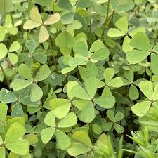 Image result for Marsilea vera