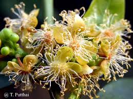 Image result for Suregada procera