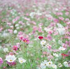 Cosmos 1 Flower Field Wildwood Flower Beautiful Flowers