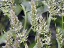 Image result for Polypogon