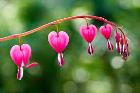 Learn more about how creating your own memorial garden and planting flowers can provide peace, comfort and healing when dealing with the loss of a loved one. Vermont Garden Journal Bleeding Hearts Bloom In Our Spring Gardens Vermont Public Radio