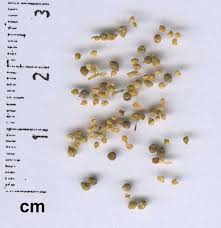 Image result for Corrigiola