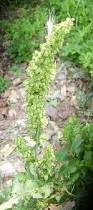 Image result for Rumex crispus