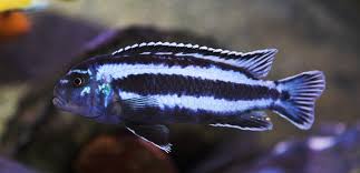 Image result for Pseudobromus