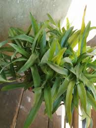#rumputbeijing #rumputsitikhadijah #rumput chinavideo tentang cara minum dan cara menanam rumput beijing@siti khadijah yang mempunyai banyak khasiat. Beijing Grass Rumput Siti Khadijah Rumput Cina Dll Pelbagai Khasiat Antara Kenser Sakit2 Kulit Ezema Dll Shopee Malaysia