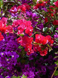 These tropical shrubs grow very rapidly and produce a copious amount of thorns. Bougainvillea Colorful Flowers Red Violet Purple Intensive Color Bright Bush Bougainville Pikist