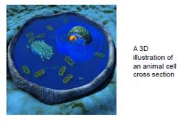 Plant and animal cells how different types of animal cell are adapted to carry out their function. 7 12d Plant And Animal Cell Organelles Flashcards Quizlet