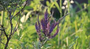 Choose from this list of some of the more popular plants for sites that are fully shaded or close to it. 9 Native Illinois Shrubs For Sun And Shade University Of Illinois Extension