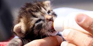 kedime inek sutu verebilir miyim kedimag