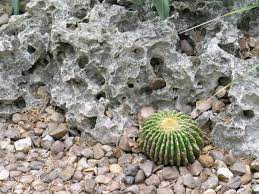 Most of the cactus that grow in texas, and some parts of mexico and even some from south america will survive here. How A Cactus Grows Through A Solid Rock