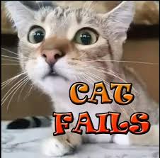 Funny Animal Cat Videos Goruntuler Ile Komik Kediler Kedi Komik