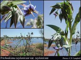 Image result for Trichodesma zeylanicum