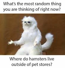 Pin By Maria Gutierrez On Funny Funny Today Hamster Live Stupid Funny Memes