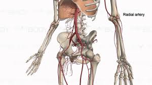 The femoral artery is a major artery and blood supplier to the lower limbs of the body. Major Arteries Of The Body Youtube