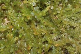 Image result for Stolzia heiligenthalii